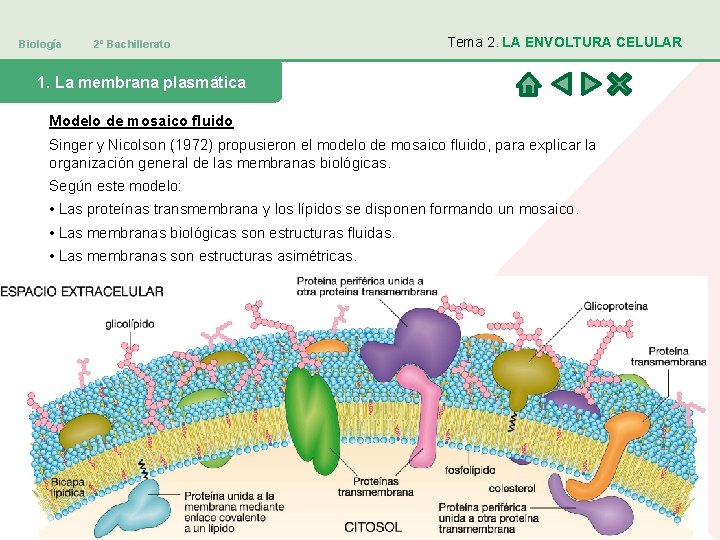 Biología 2º Bachillerato Tema 2. LA ENVOLTURA CELULAR 1. La membrana plasmática Modelo de