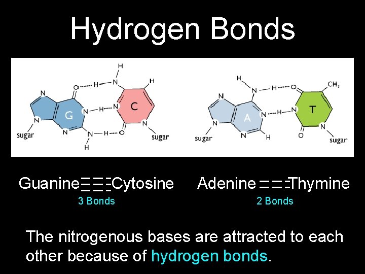 Hydrogen Bonds Guanine Cytosine 3 Bonds Adenine Thymine 2 Bonds The nitrogenous bases are