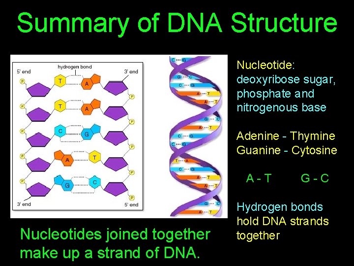 Summary of DNA Structure Nucleotide: deoxyribose sugar, phosphate and nitrogenous base Adenine - Thymine