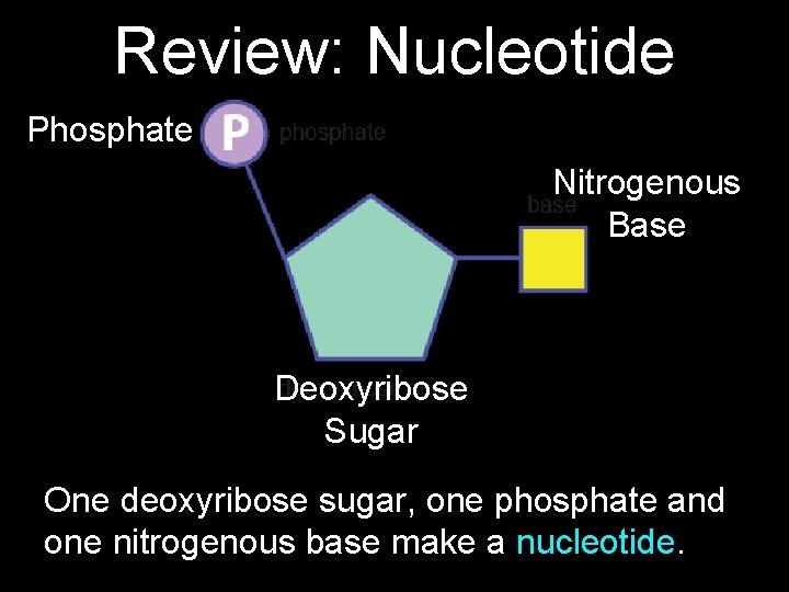 Review: Nucleotide Phosphate Nitrogenous Base Deoxyribose Sugar One deoxyribose sugar, one phosphate and one