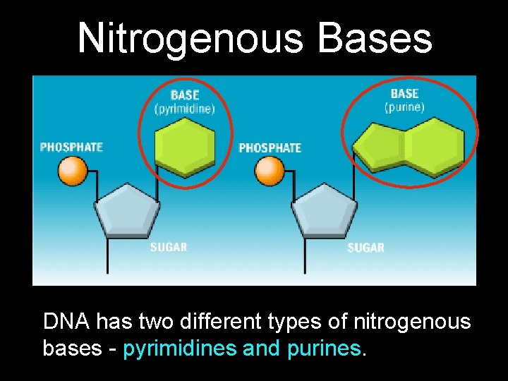 Nitrogenous Bases DNA has two different types of nitrogenous bases - pyrimidines and purines.