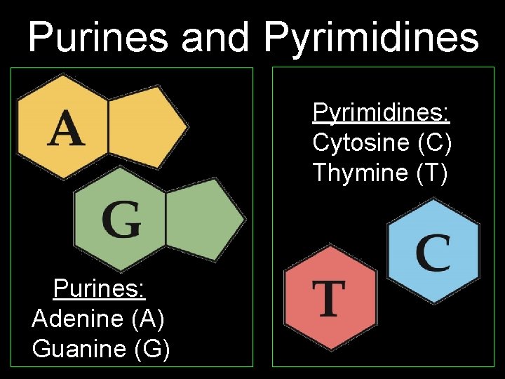 Purines and Pyrimidines: Cytosine (C) Thymine (T) Purines: Adenine (A) Guanine (G) 