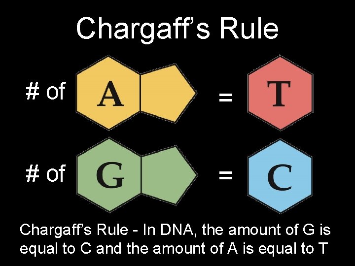 Chargaff’s Rule # of = Chargaff’s Rule - In DNA, the amount of G