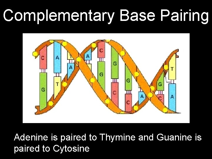 Complementary Base Pairing Adenine is paired to Thymine and Guanine is paired to Cytosine