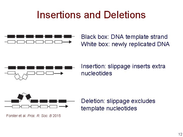 Insertions and Deletions Black box: DNA template strand White box: newly replicated DNA Insertion: