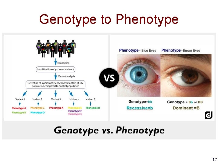 Genotype to Phenotype 17 