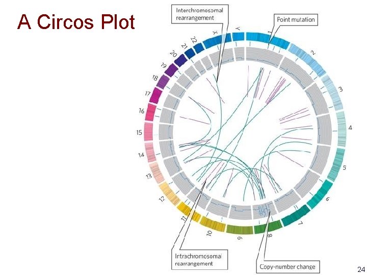 A Circos Plot 24 
