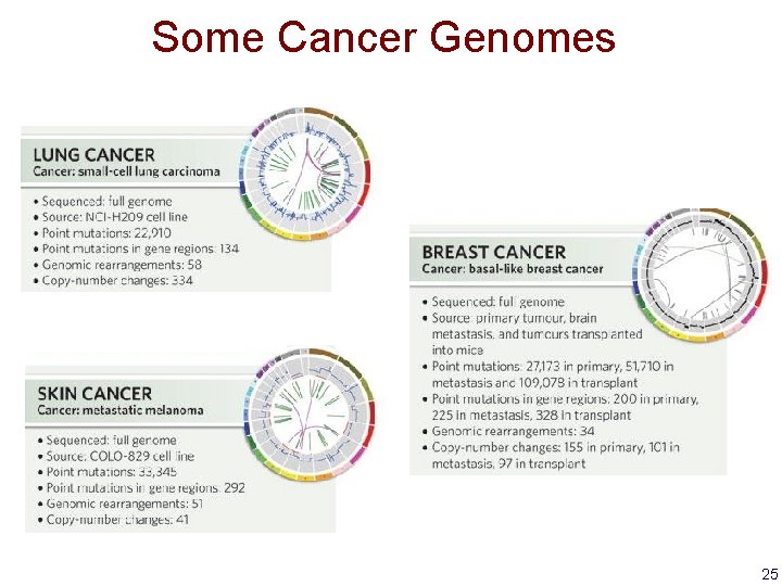 Some Cancer Genomes 25 