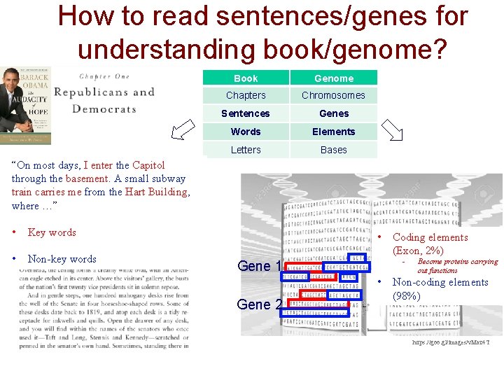 How to read sentences/genes for understanding book/genome? Book Genome Chapters Chromosomes Sentences Genes Words