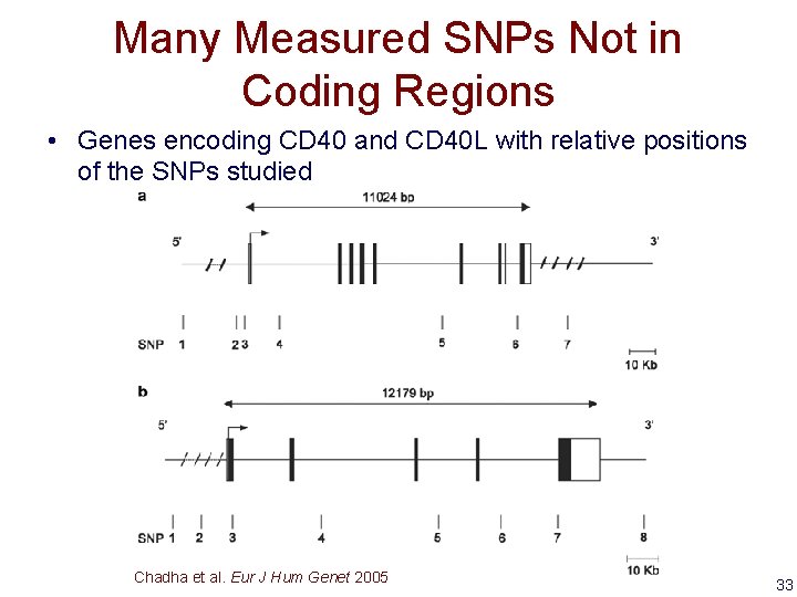 Many Measured SNPs Not in Coding Regions • Genes encoding CD 40 and CD