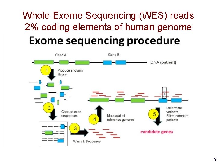 Whole Exome Sequencing (WES) reads 2% coding elements of human genome 5 