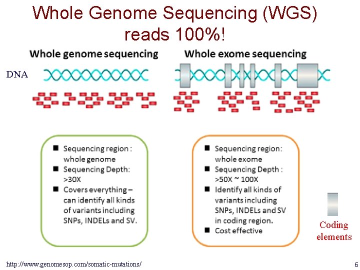 Whole Genome Sequencing (WGS) reads 100%! DNA Coding elements http: //www. genomesop. com/somatic-mutations/ 6