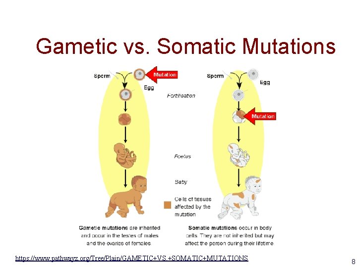 Gametic vs. Somatic Mutations https: //www. pathwayz. org/Tree/Plain/GAMETIC+VS. +SOMATIC+MUTATIONS 8 