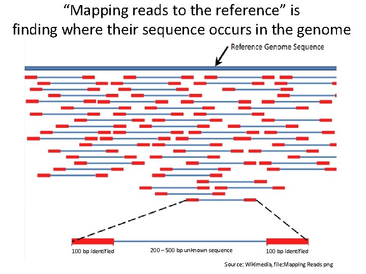 “Mapping reads to the reference” is finding where their sequence occurs in the genome “Mapping reads to the reference” is finding where their sequence occurs in the genome