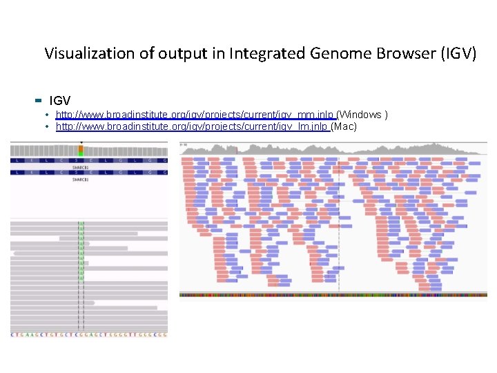 Visualization of output in Integrated Genome Browser (IGV) IGV • http: //www. broadinstitute. org/igv/projects/current/igv_mm. Visualization of output in Integrated Genome Browser (IGV) IGV • http: //www. broadinstitute. org/igv/projects/current/igv_mm.