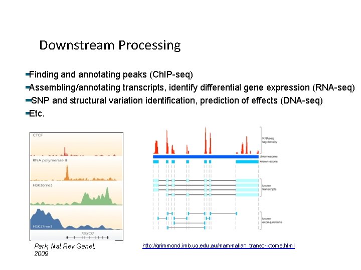 Downstream Processing Finding and annotating peaks (Ch. IP-seq) Assembling/annotating transcripts, identify differential gene expression Downstream Processing Finding and annotating peaks (Ch. IP-seq) Assembling/annotating transcripts, identify differential gene expression