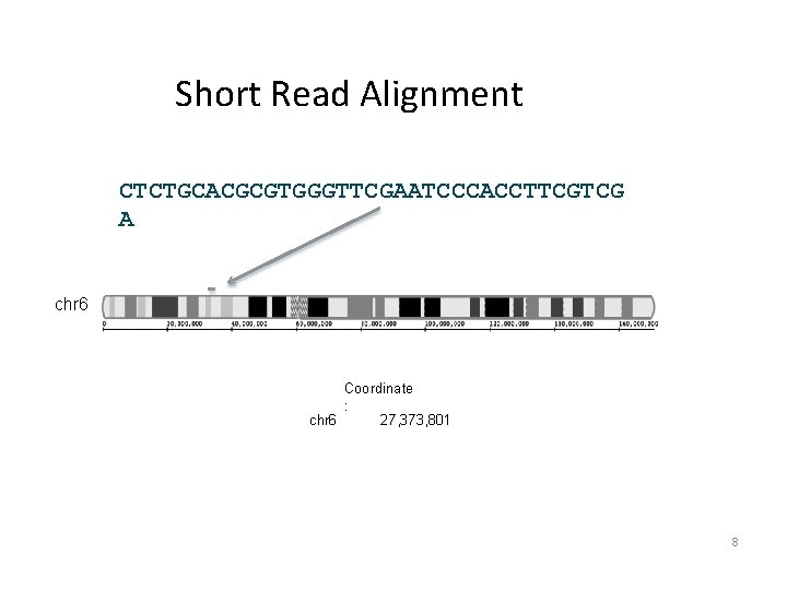 Short Read Alignment CTCTGCACGCGTGGGTTCGAATCCCACCTTCGTCG A chr 6 Coordinate : chr 6 27, 373, 801 Short Read Alignment CTCTGCACGCGTGGGTTCGAATCCCACCTTCGTCG A chr 6 Coordinate : chr 6 27, 373, 801