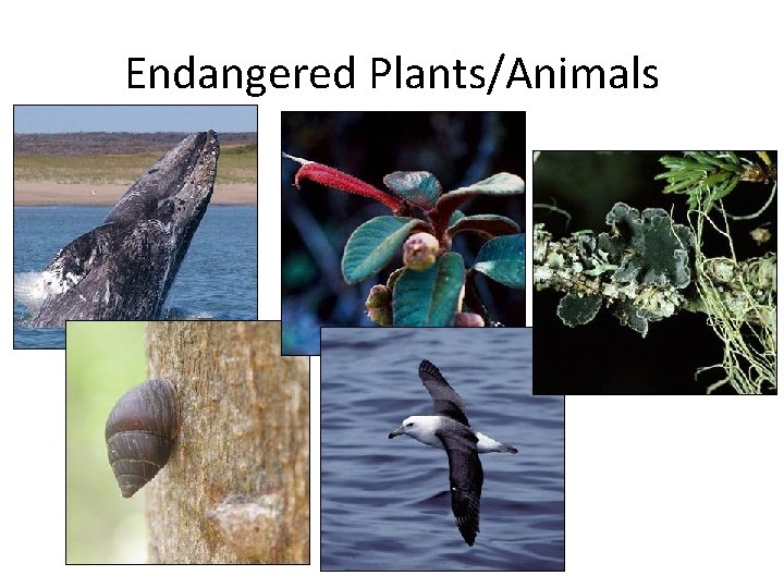 Endangered Plants/Animals 