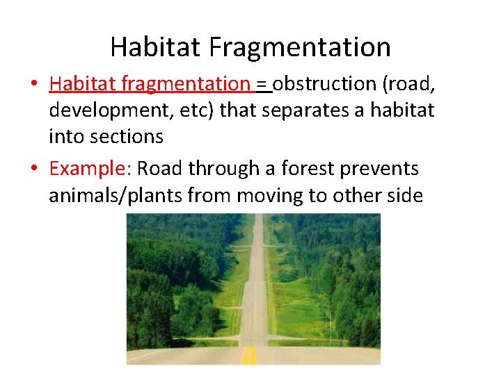 Habitat Fragmentation • Habitat fragmentation = obstruction (road, development, etc) that separates a habitat