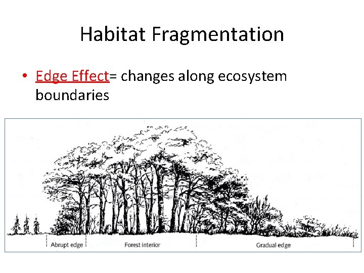 Habitat Fragmentation • Edge Effect= changes along ecosystem boundaries 