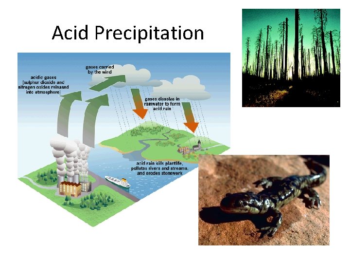 Acid Precipitation 