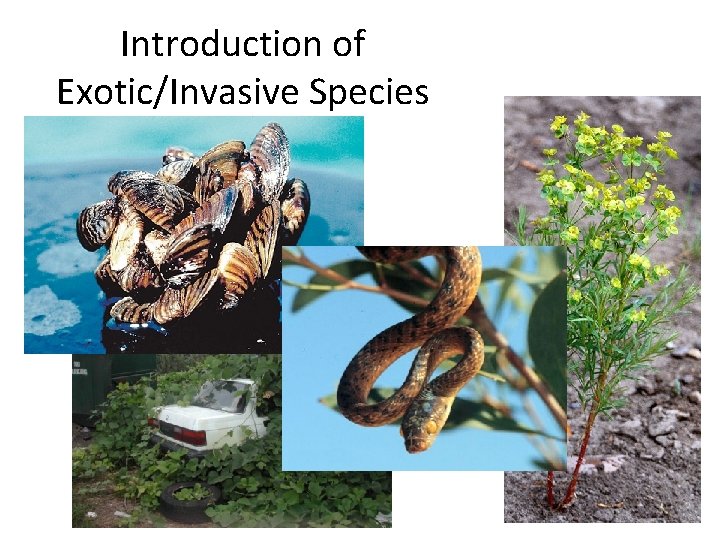 Introduction of Exotic/Invasive Species 