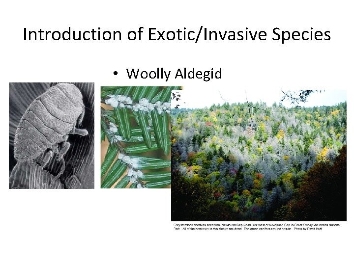 Introduction of Exotic/Invasive Species • Woolly Aldegid 