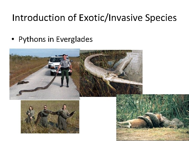 Introduction of Exotic/Invasive Species • Pythons in Everglades 