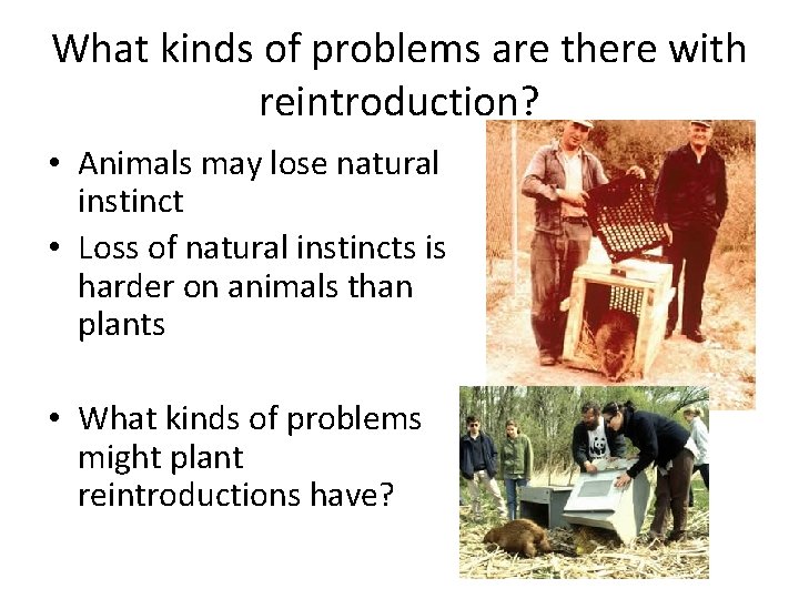 What kinds of problems are there with reintroduction? • Animals may lose natural instinct