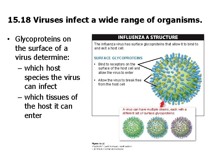 15. 18 Viruses infect a wide range of organisms. • Glycoproteins on the surface