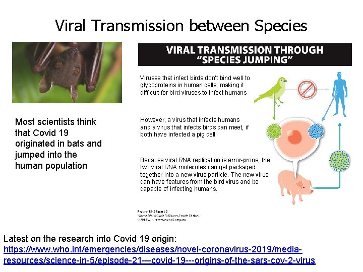 Viral Transmission between Species Viruses that infect birds don’t bind well to glycoproteins in