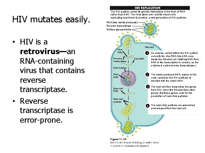 HIV mutates easily. • HIV is a retrovirus—an RNA-containing virus that contains reverse transcriptase.