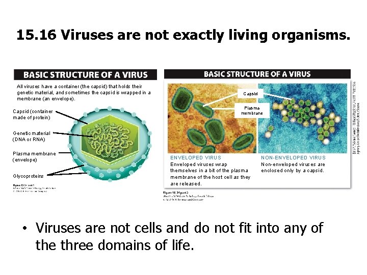 15. 16 Viruses are not exactly living organisms. All viruses have a container (the