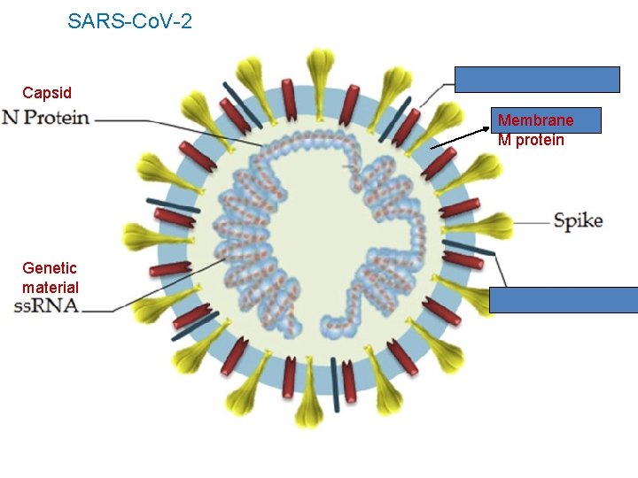 SARS-Co. V-2 Capsid Membrane M protein Genetic material 