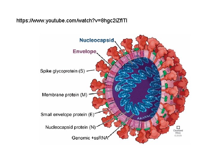 https: //www. youtube. com/watch? v=8 hgc 2 i. Zfl. TI 