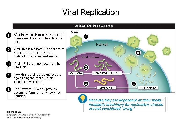 Viral Replication 1 2 After the virus binds to the host cell’s membrane, the