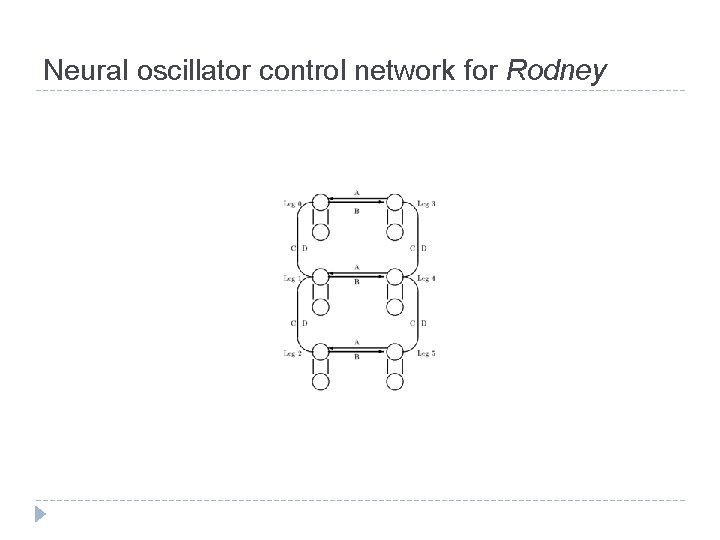 Neural oscillator control network for Rodney 