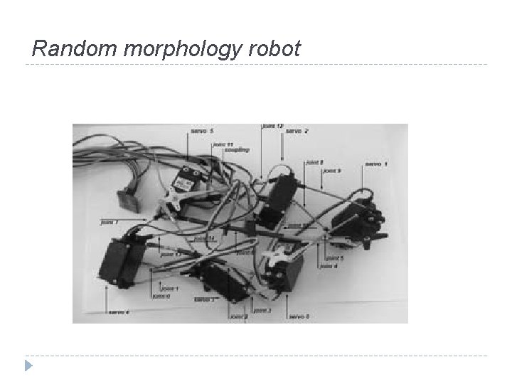 Random morphology robot 