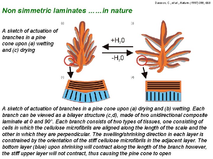Dawson, C. , et al. , Nature (1997) 390, 668 Non simmetric laminates ……in