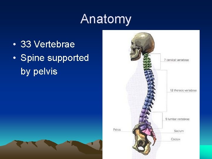 Anatomy • 33 Vertebrae • Spine supported by pelvis 