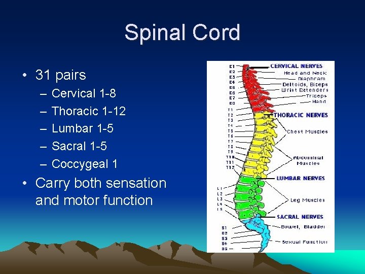 Spinal Cord • 31 pairs – – – Cervical 1 -8 Thoracic 1 -12