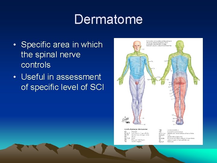 Dermatome • Specific area in which the spinal nerve controls • Useful in assessment
