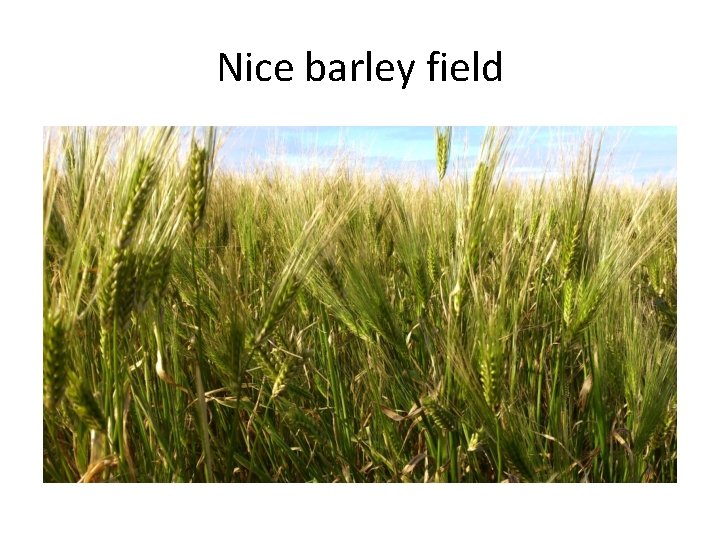 Nice barley field 