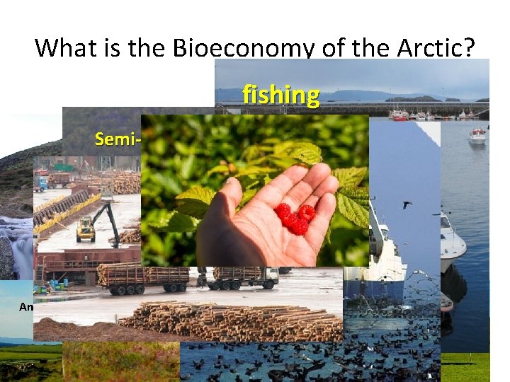 What is the Bioeconomy of the Arctic? fishing Semi-wild food and fur production Fresh