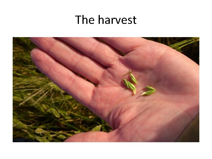 The harvest 