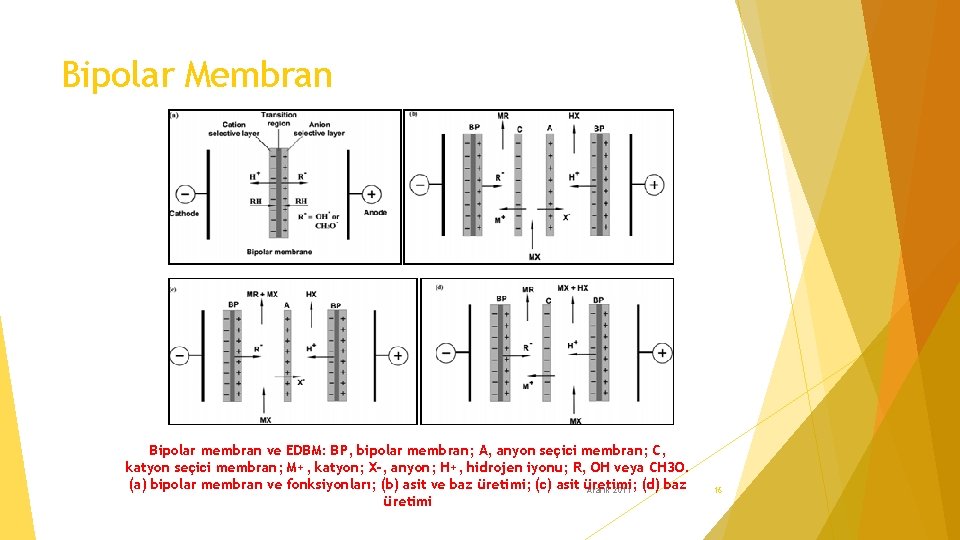 Bipolar Membran Bipolar membran ve EDBM: BP, bipolar membran; A, anyon seçici membran; C,