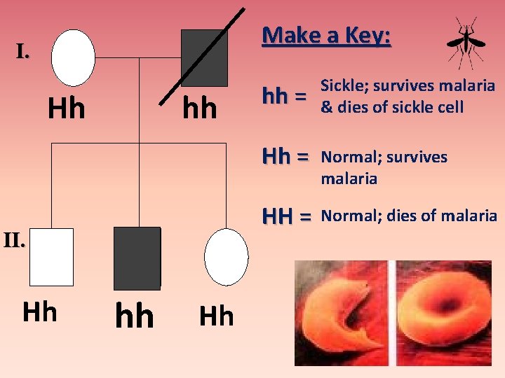 Make a Key: I. Hh hh II. Hh hh = Sickle; survives malaria &