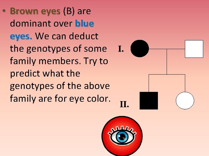  • Brown eyes (B) are dominant over blue eyes. We can deduct the