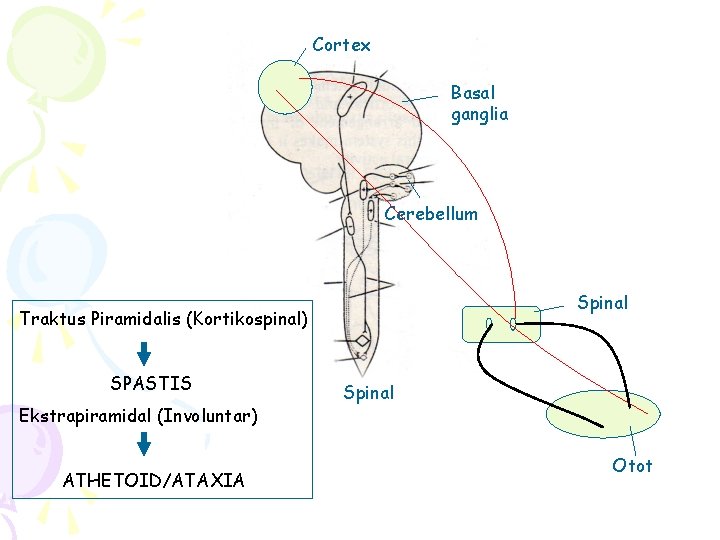 Cortex Basal ganglia Cerebellum Spinal Traktus Piramidalis (Kortikospinal) SPASTIS Ekstrapiramidal (Involuntar) ATHETOID/ATAXIA Spinal Otot