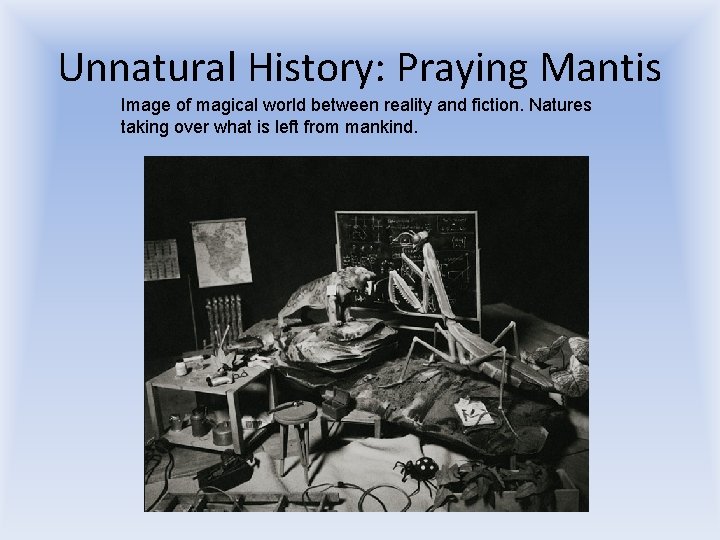 Unnatural History: Praying Mantis Image of magical world between reality and fiction. Natures taking